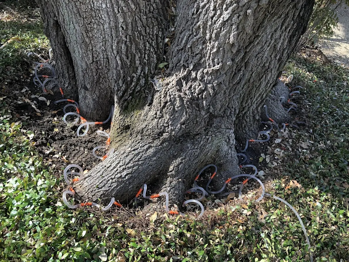 Detailed Tree Cabling and Bracing job site in Sapello